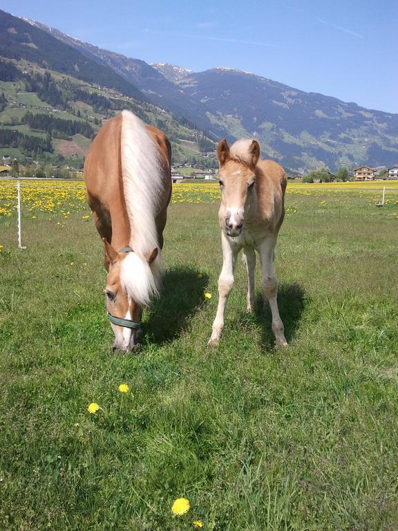 Larchergut Mayrhofen Buitenkant foto